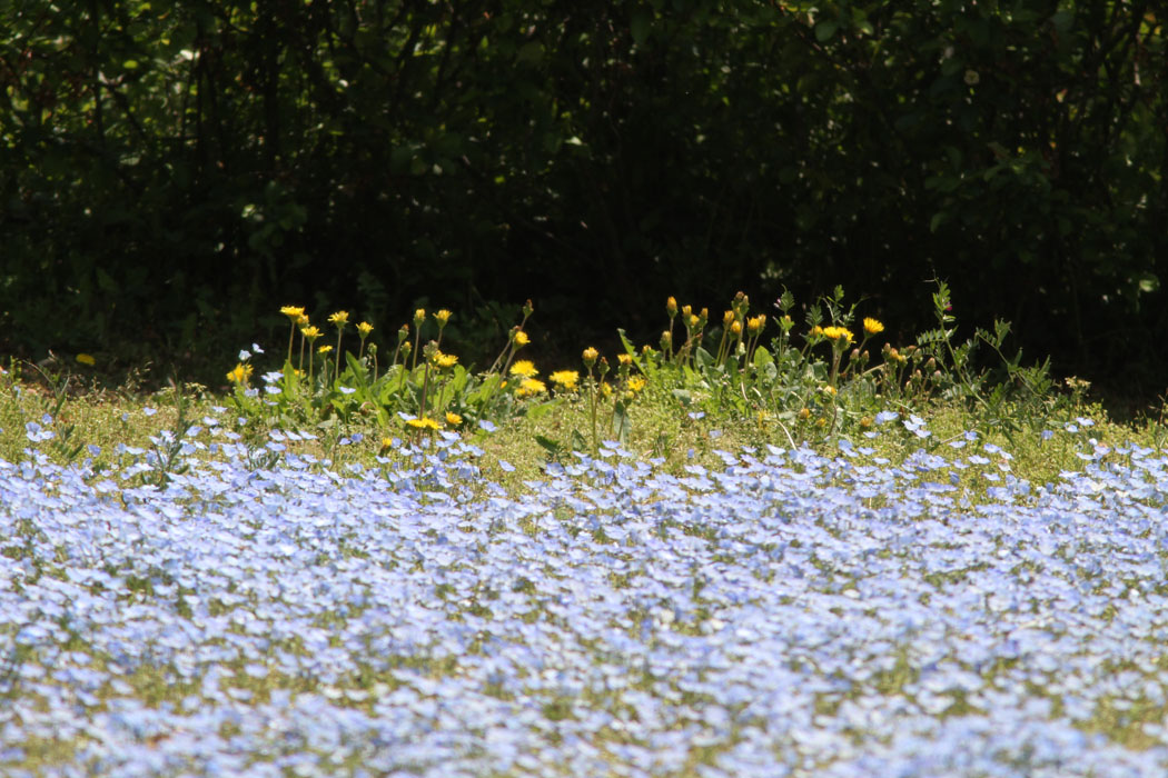 相模原公園ではネモフィラがいっぱい　これからいろいろは花の開花が楽しみです